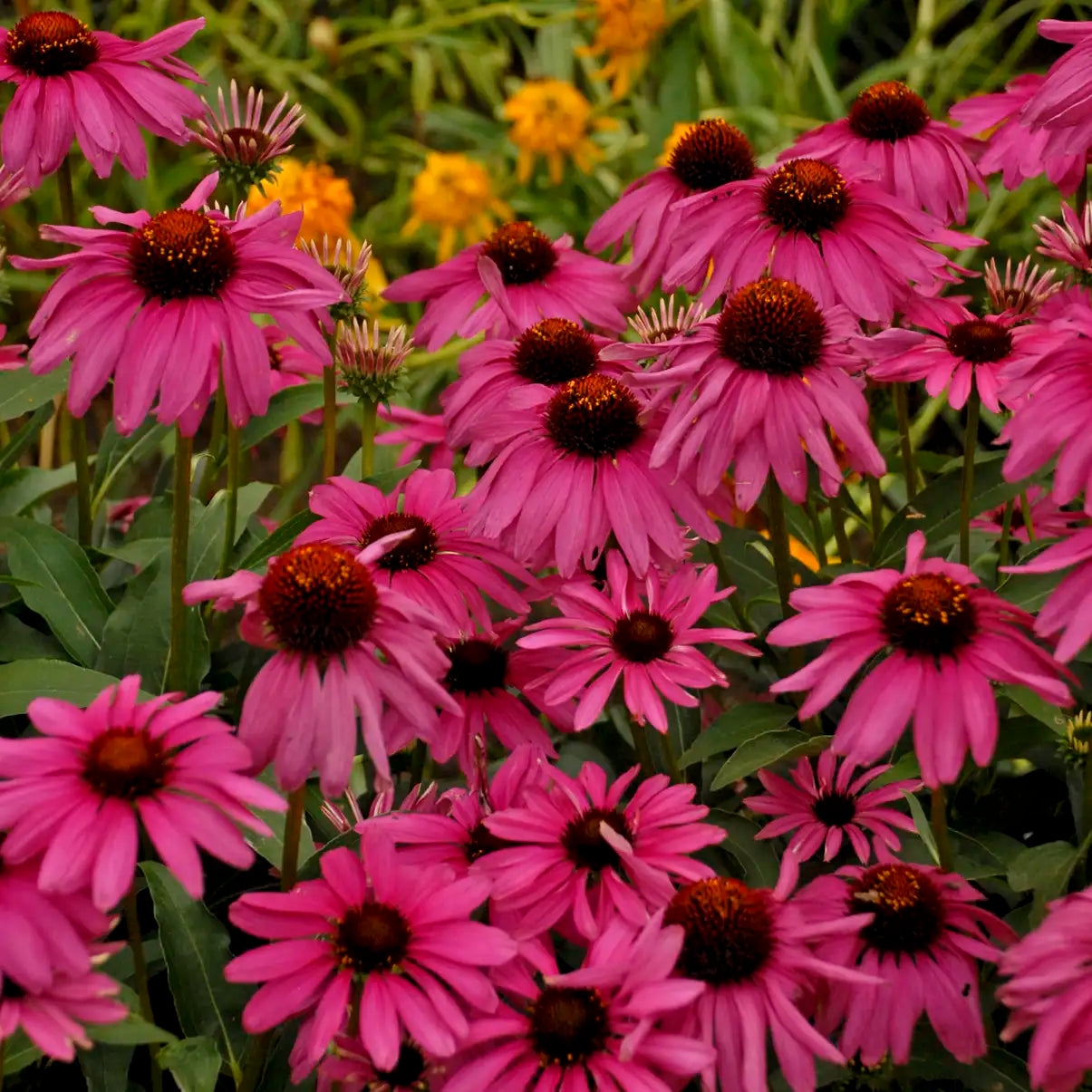 Coneflower 'Purple Emperor'