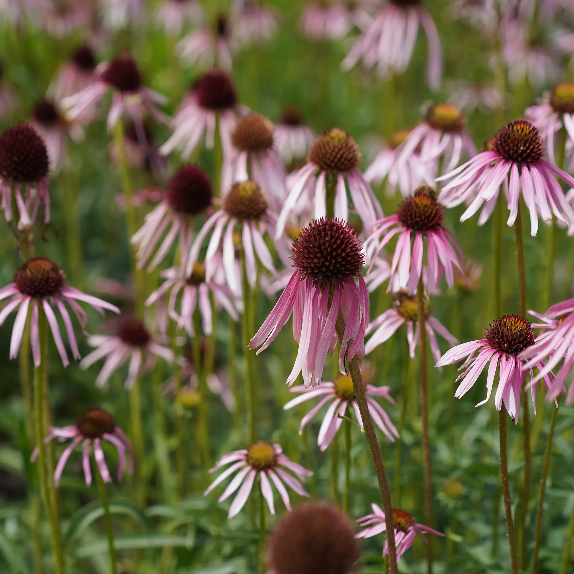Coneflower Pale Purple