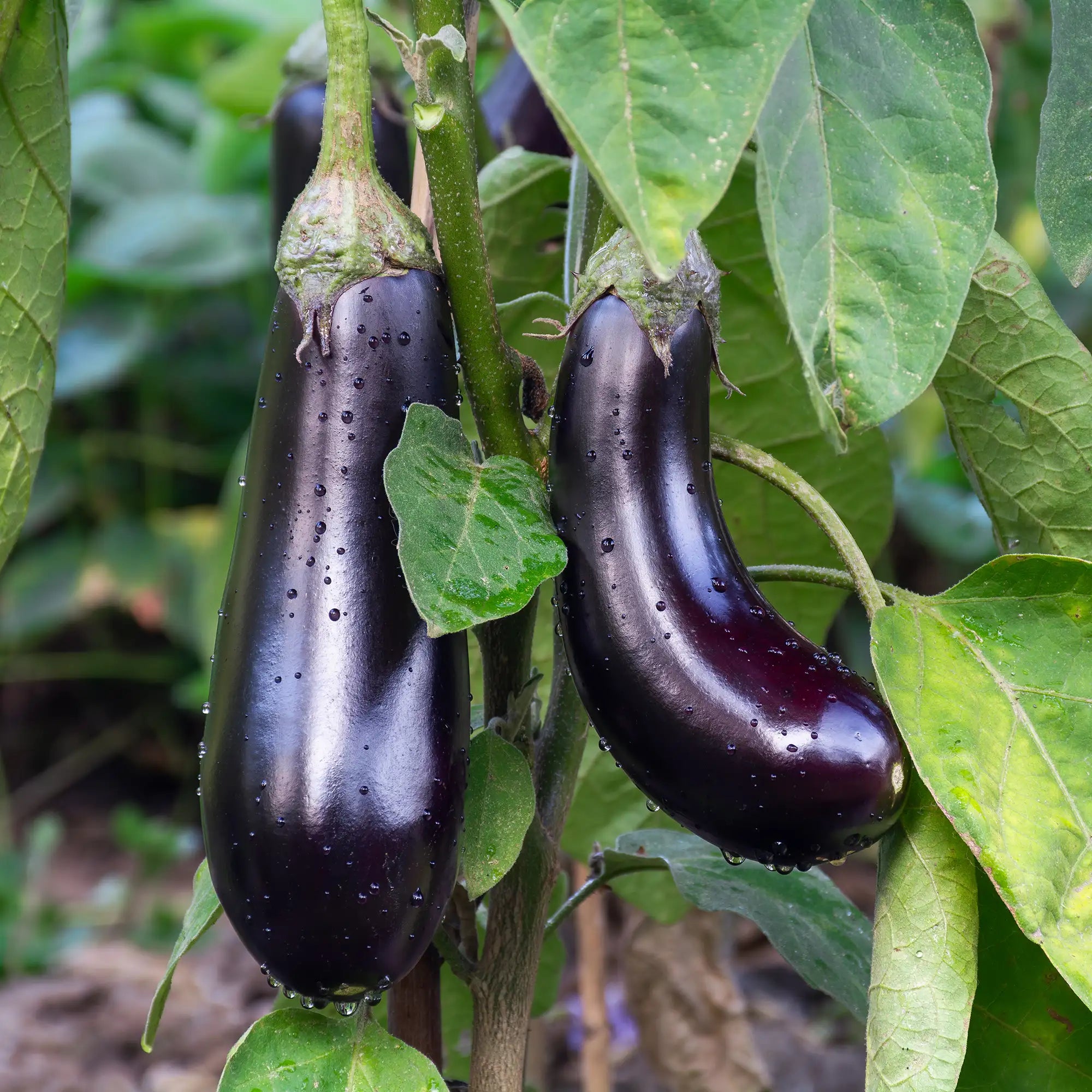 Two dark purple eggplants hanging from a plant with green leaves.