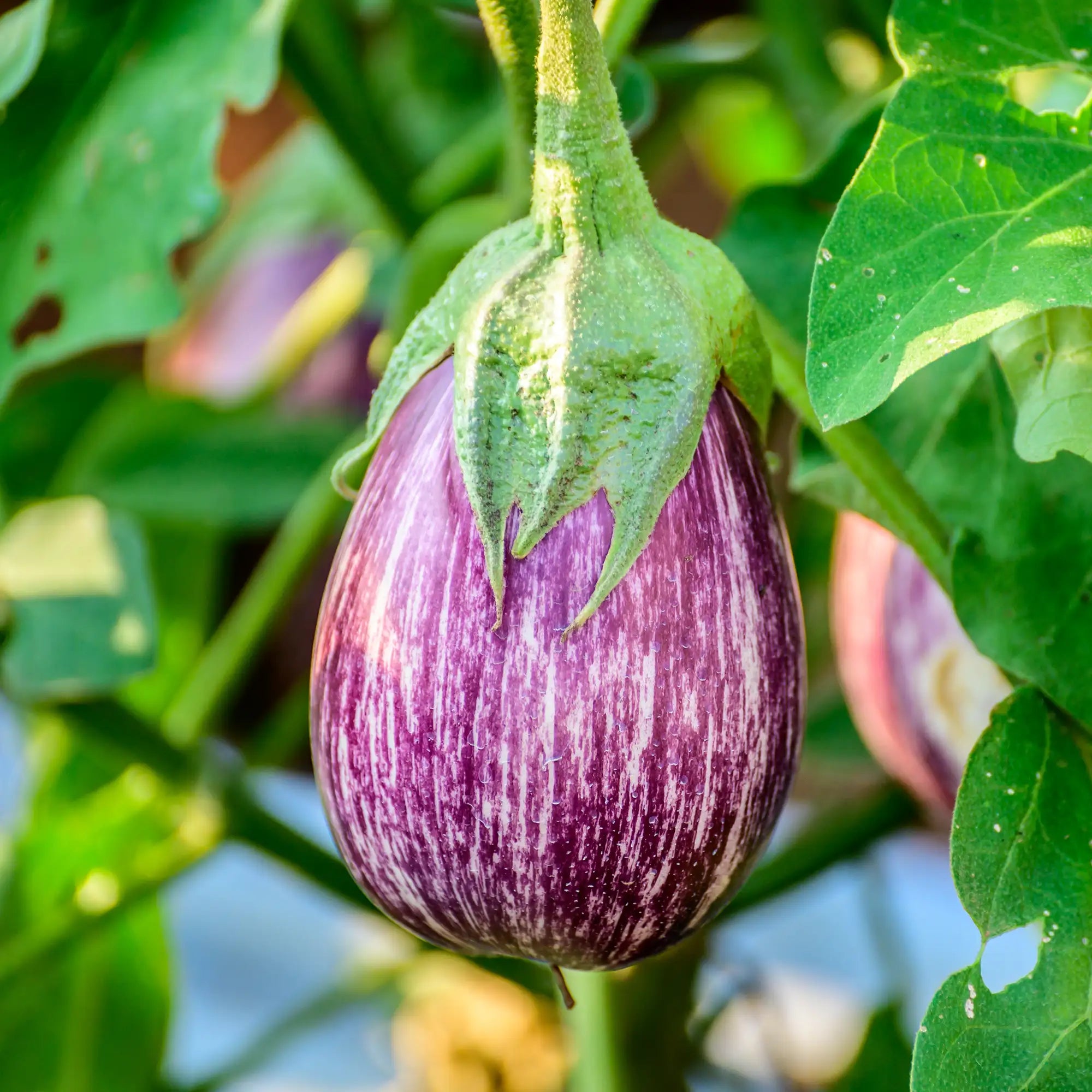 Eggplant 'Italian Pink Bicolor'