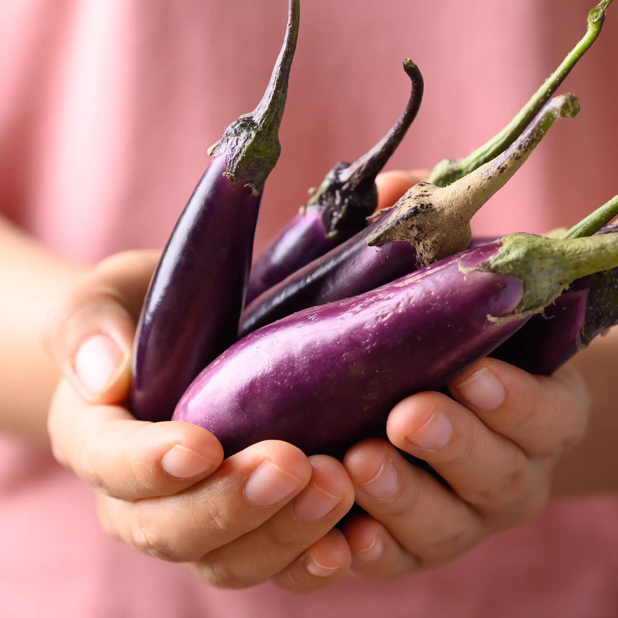 Eggplant 'Little Fingers'