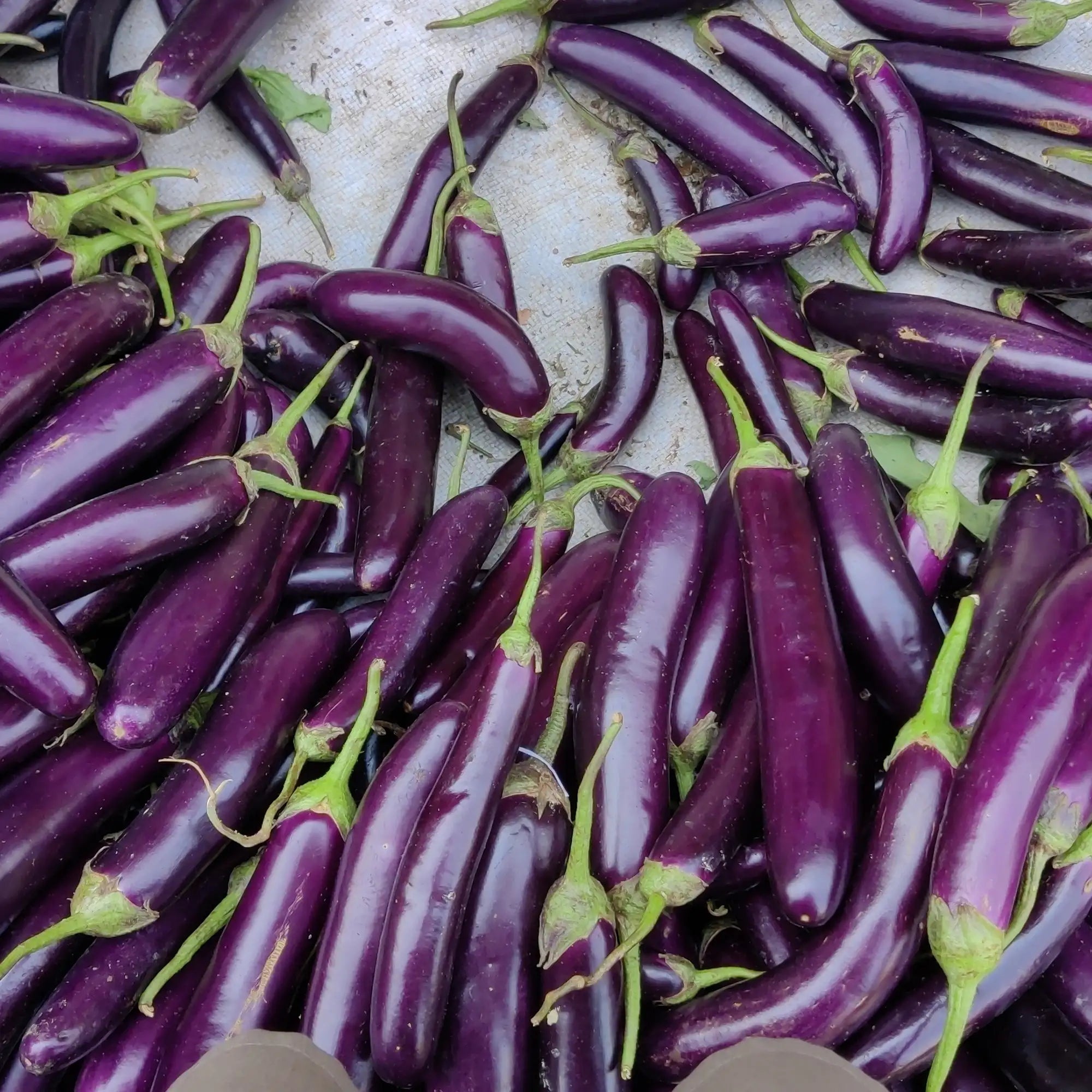 Eggplant 'Sunrise F1'