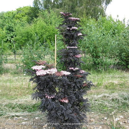 Elderberry 'Laced Up®'