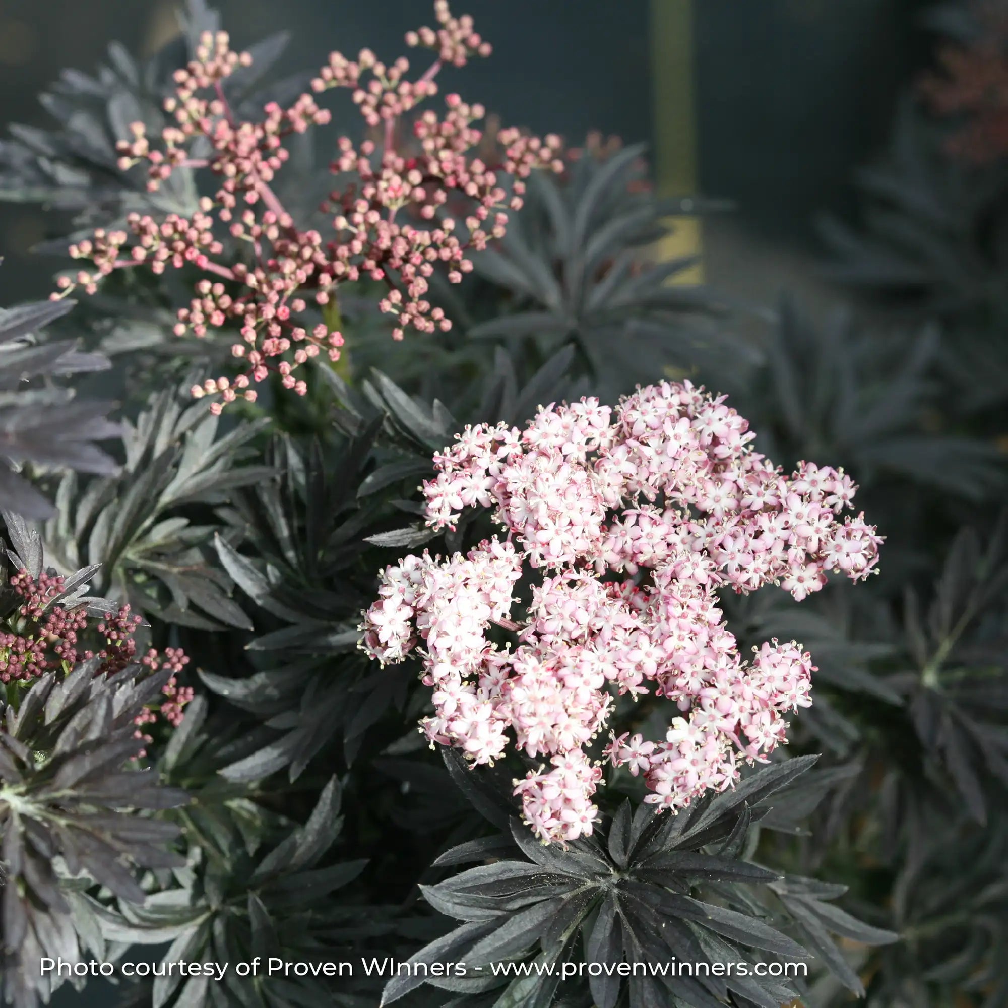 Elderberry 'Laced Up®'