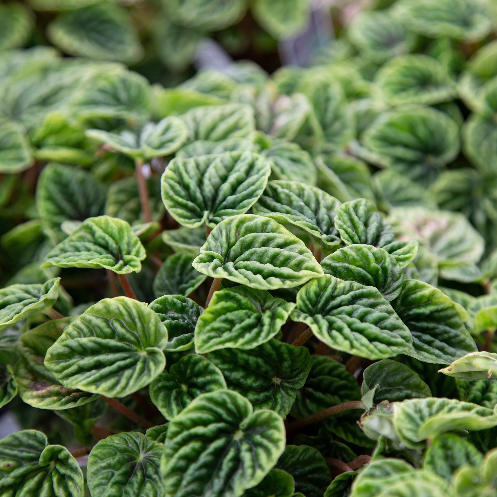 Peperomia Ripple 'Emerald'