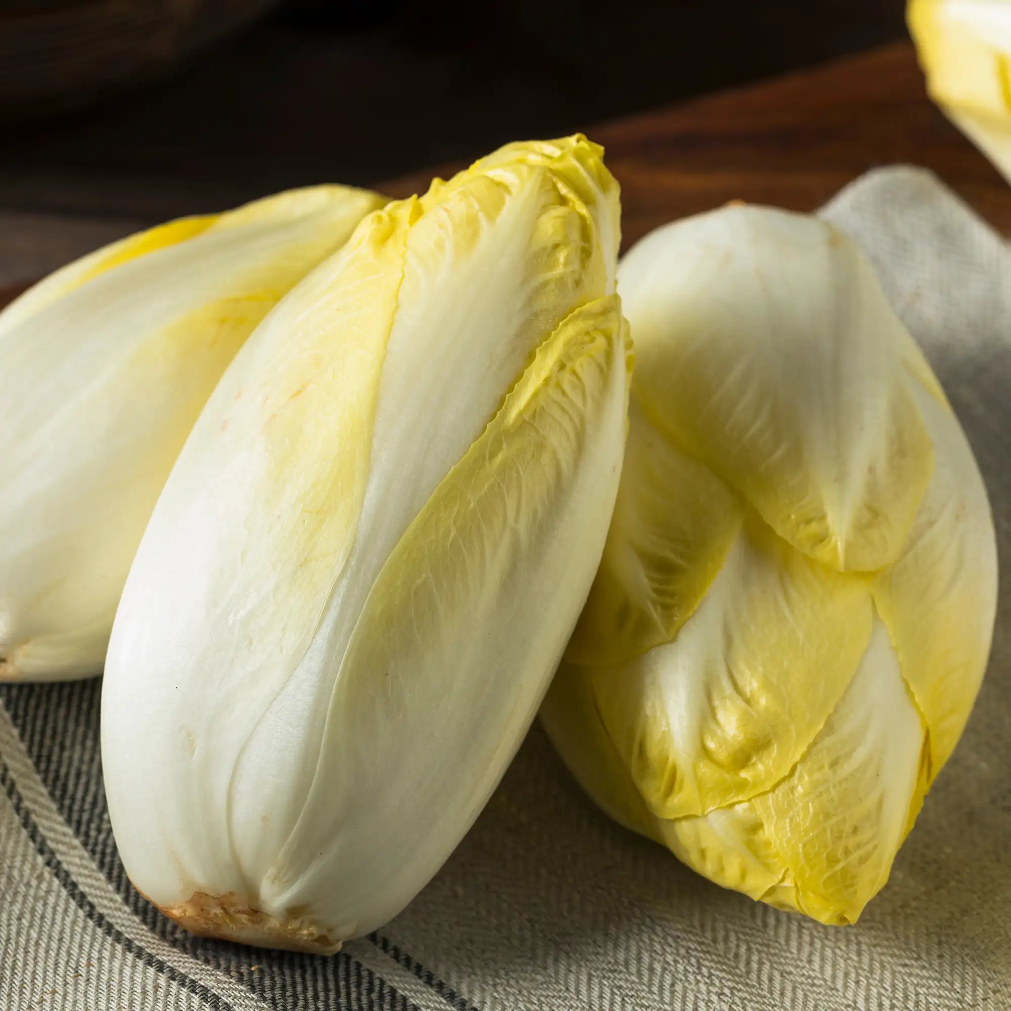 Endive Belgian