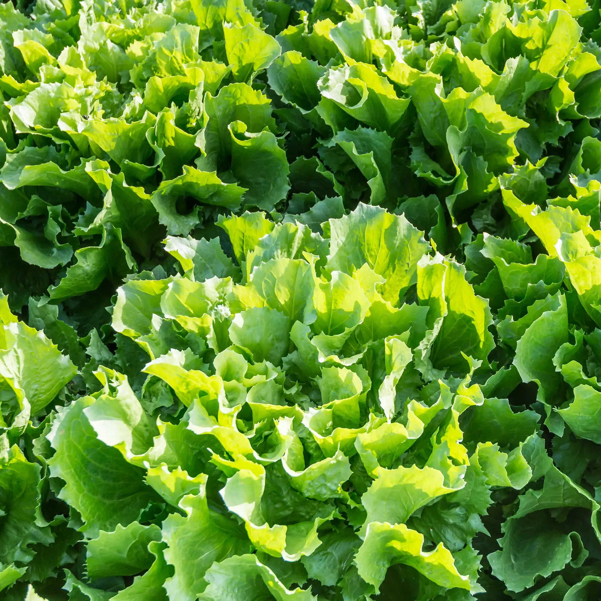 Escarole