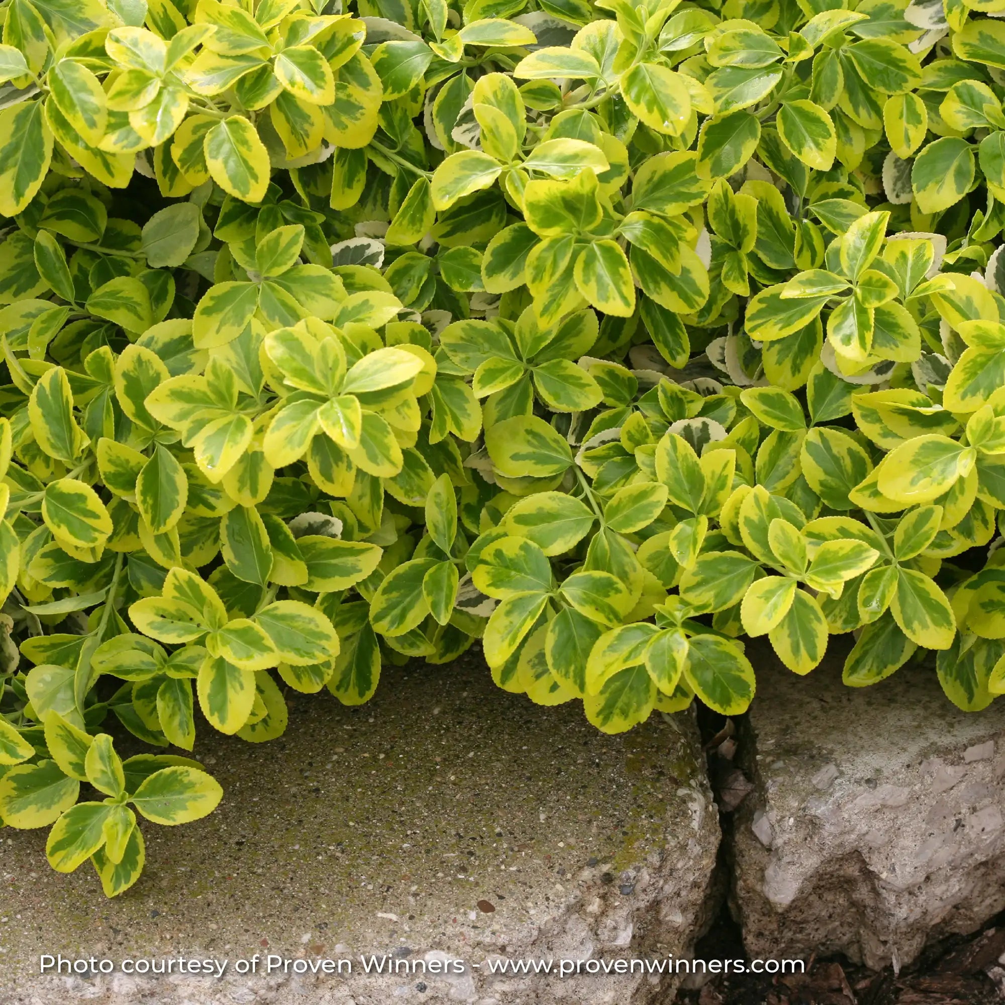 Euonymus 'Gold Splash®'