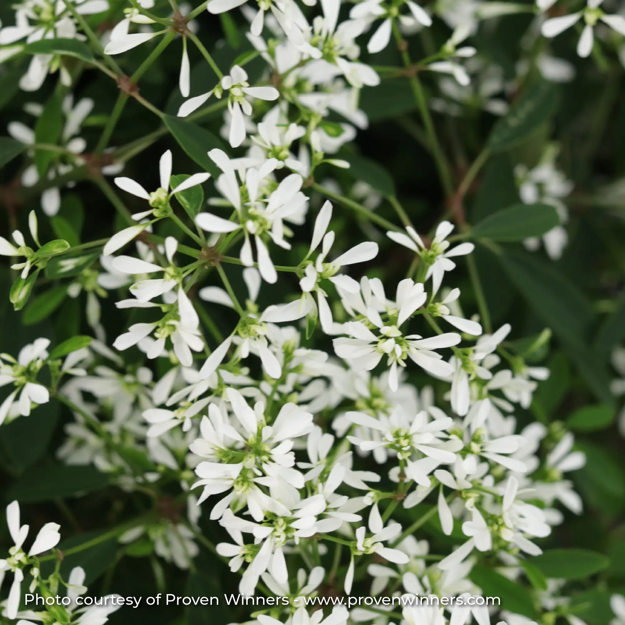 Euphorbia 'Diamond Snow®'