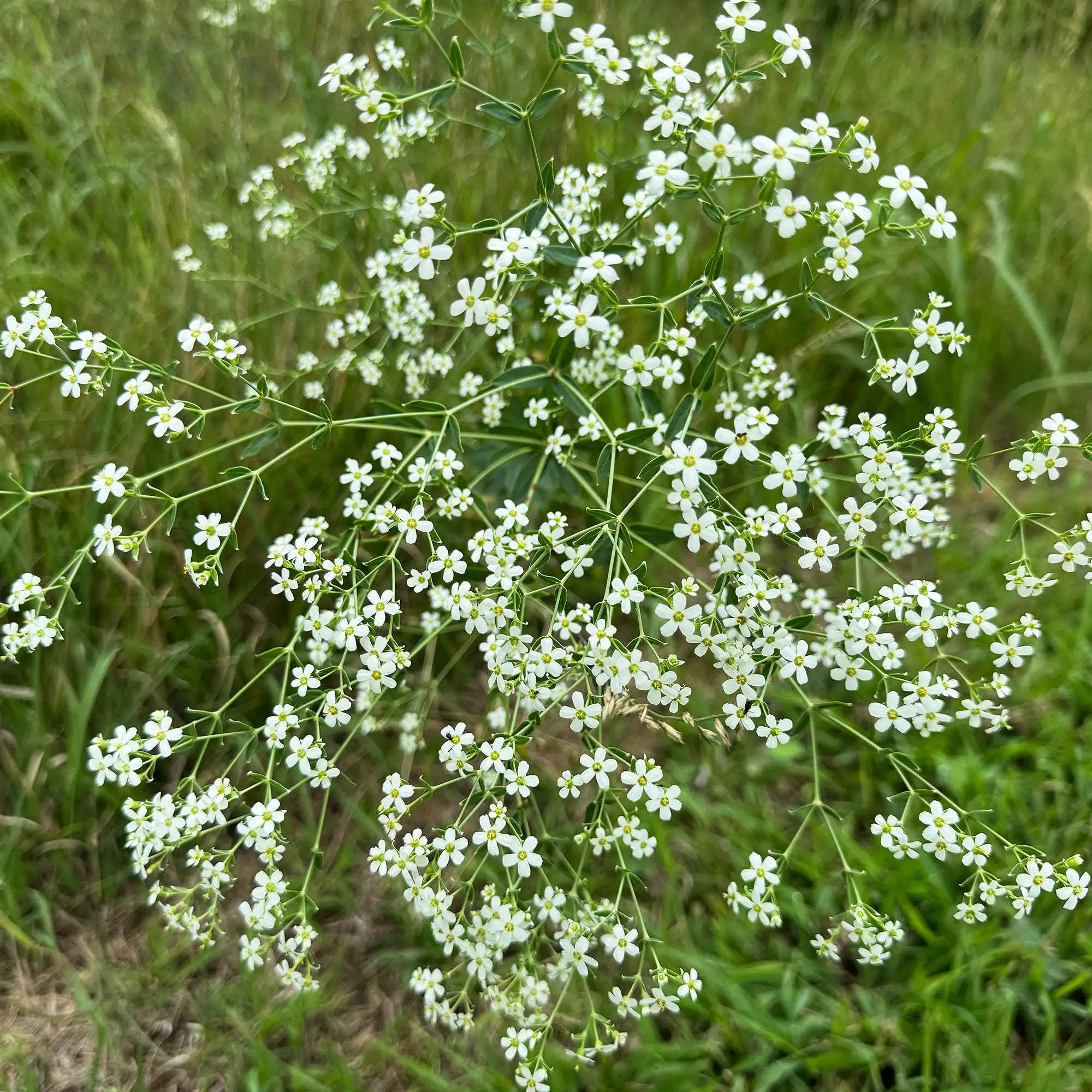 Spurge Flowering