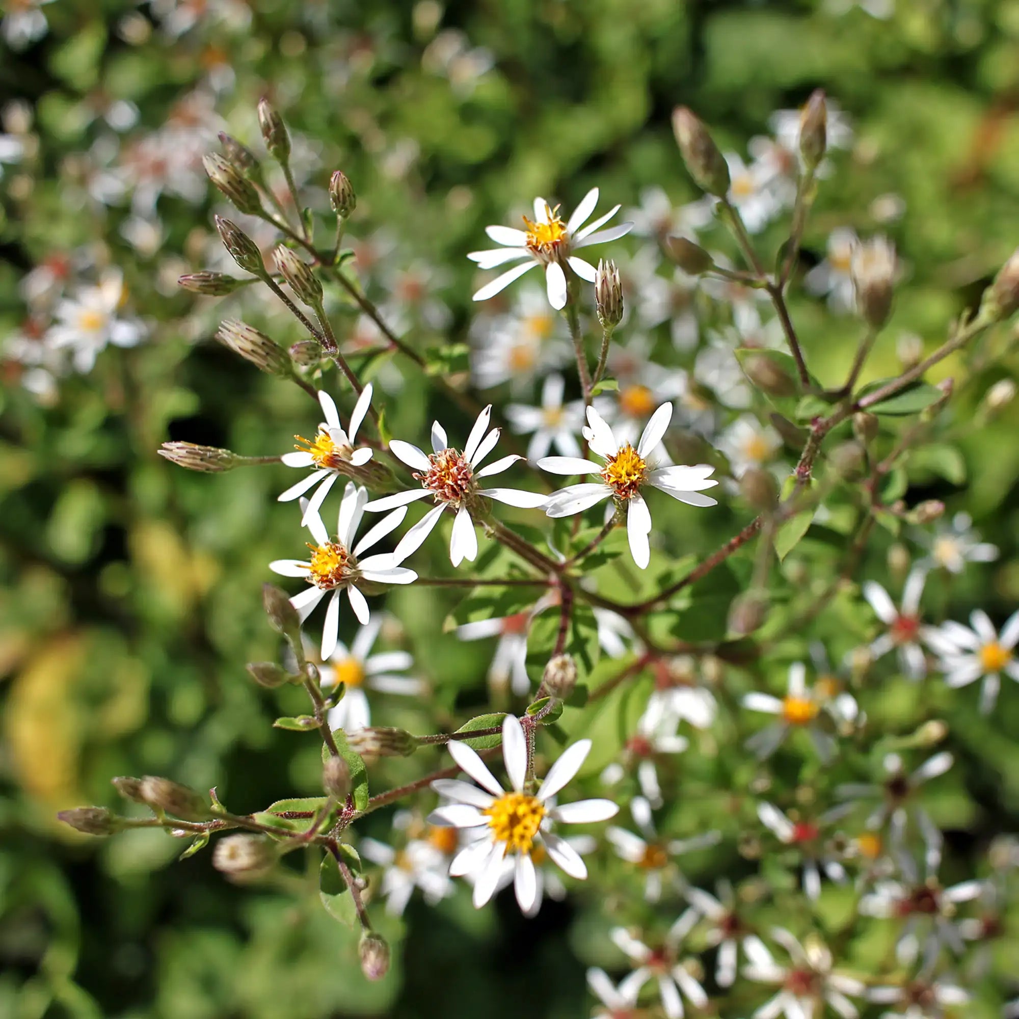 Aster Bigleaf