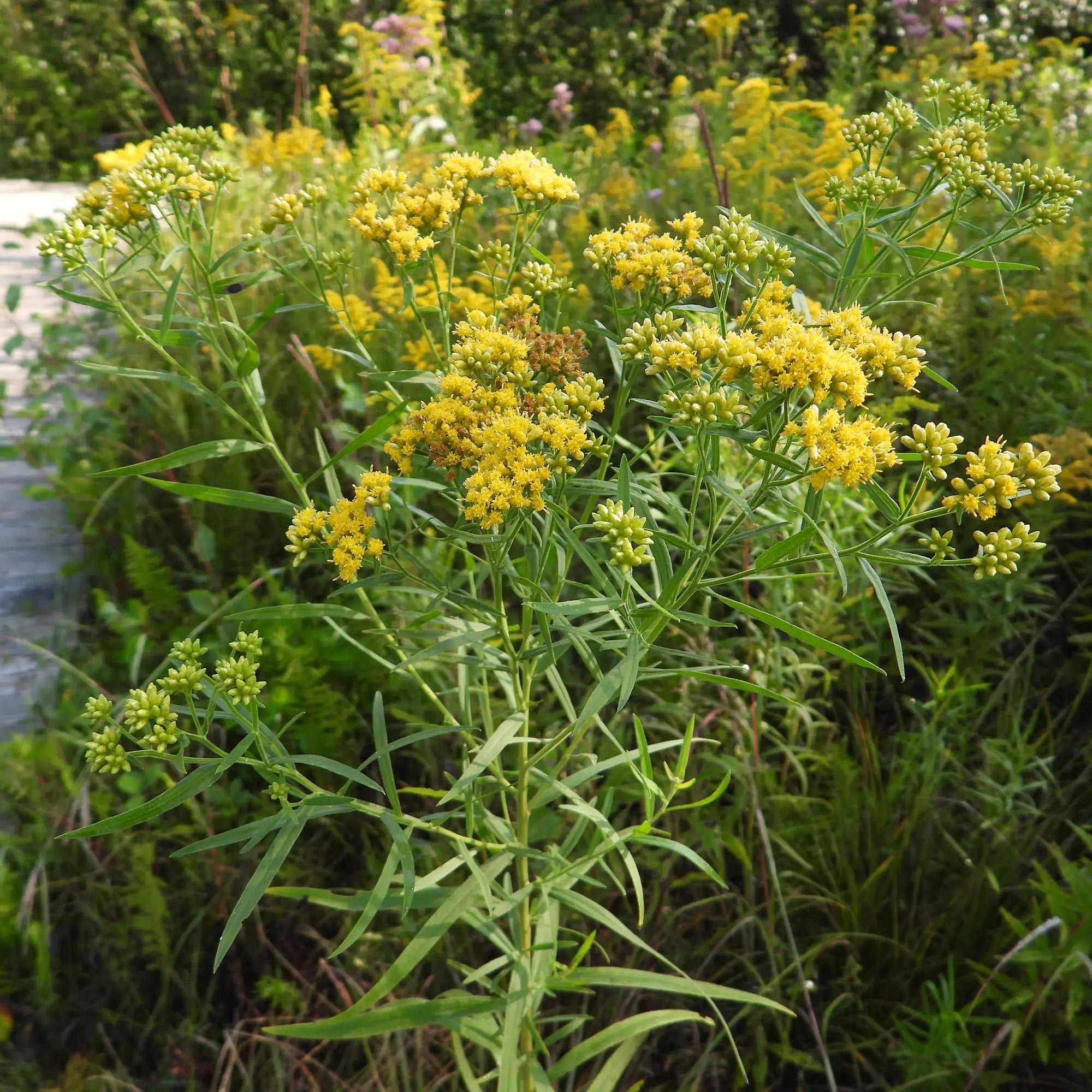Goldenrod Grass-Leaved