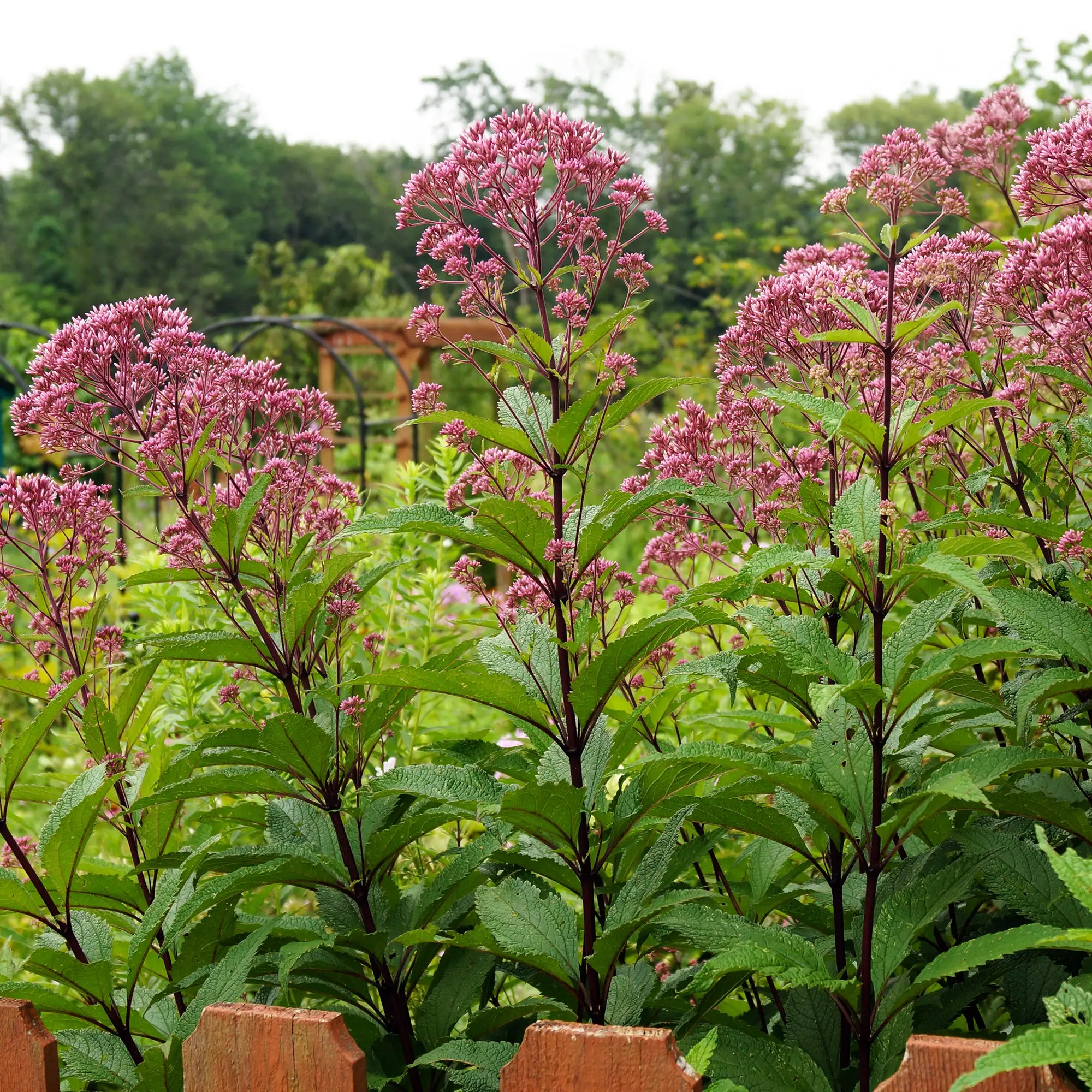 Joe Pye Weed Spotted