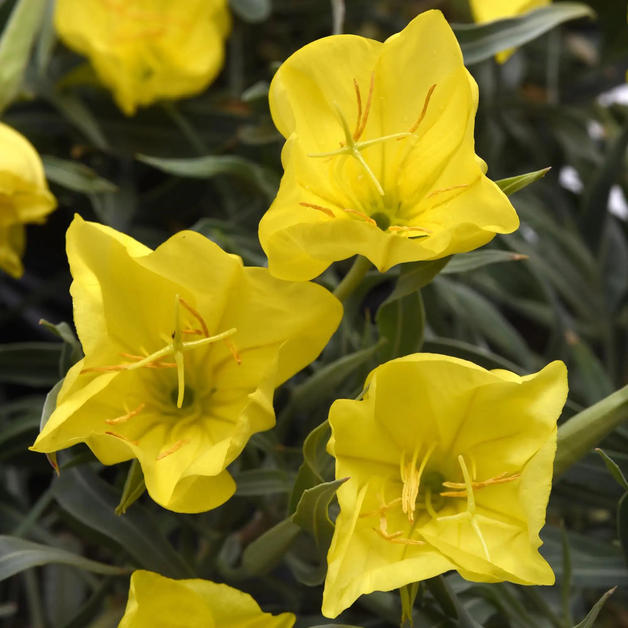 Evening Primrose 'Evening Sun'