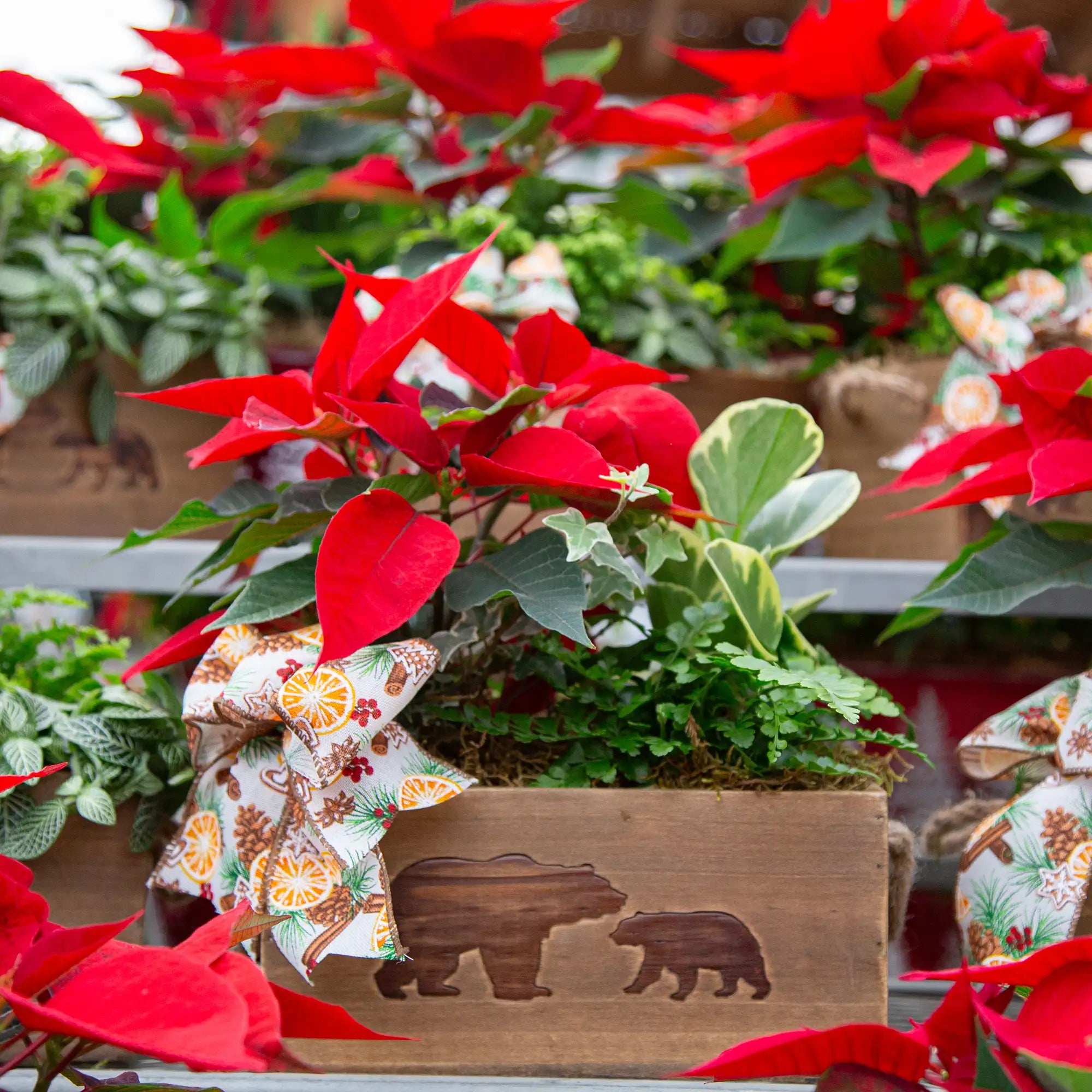 Workshop: Beary Merry Planter