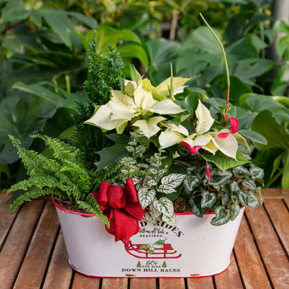 Workshop: Classic Holiday Planter