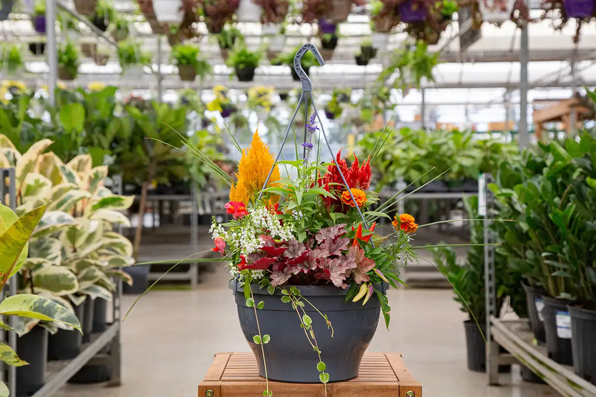 Colourful potted arrangement of fall annuals in a hanging basket in a greenhouse setting. 