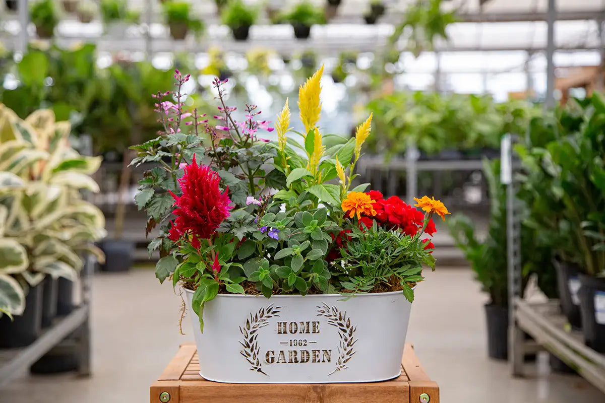 Potted plant arrangement with fall annuals in a decorative tin container in a greenhouse setting
