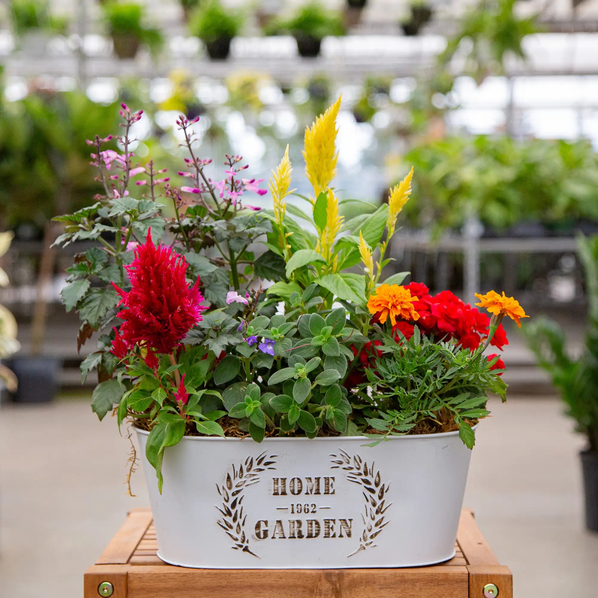 Potted plant arrangement with fall annuals in a decorative tin container in a greenhouse setting