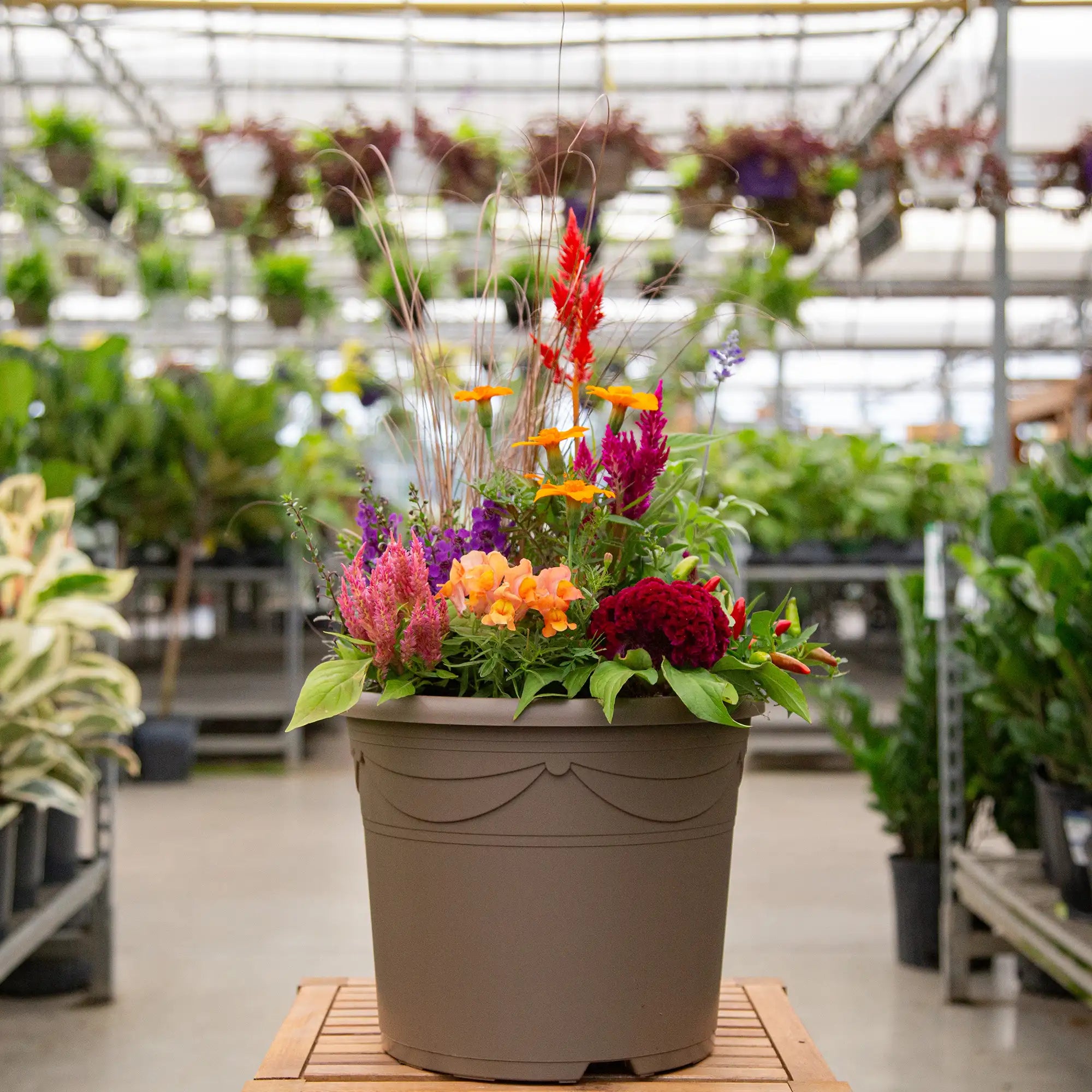 Colorful potted plant arrangement of fall annuals in a greenhouse setting