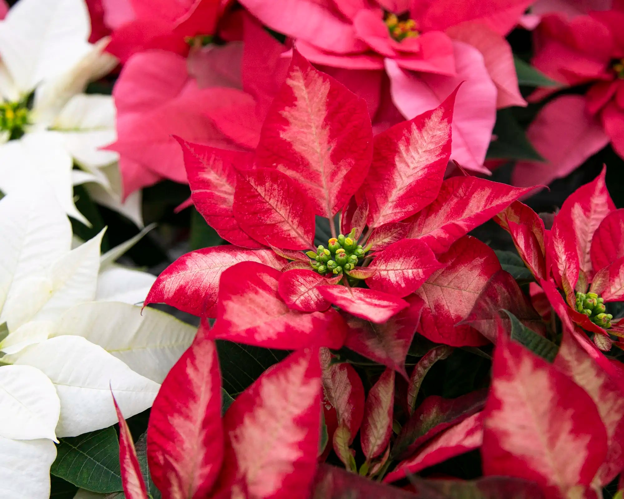Close-up of a red poinsettia with green leaves.