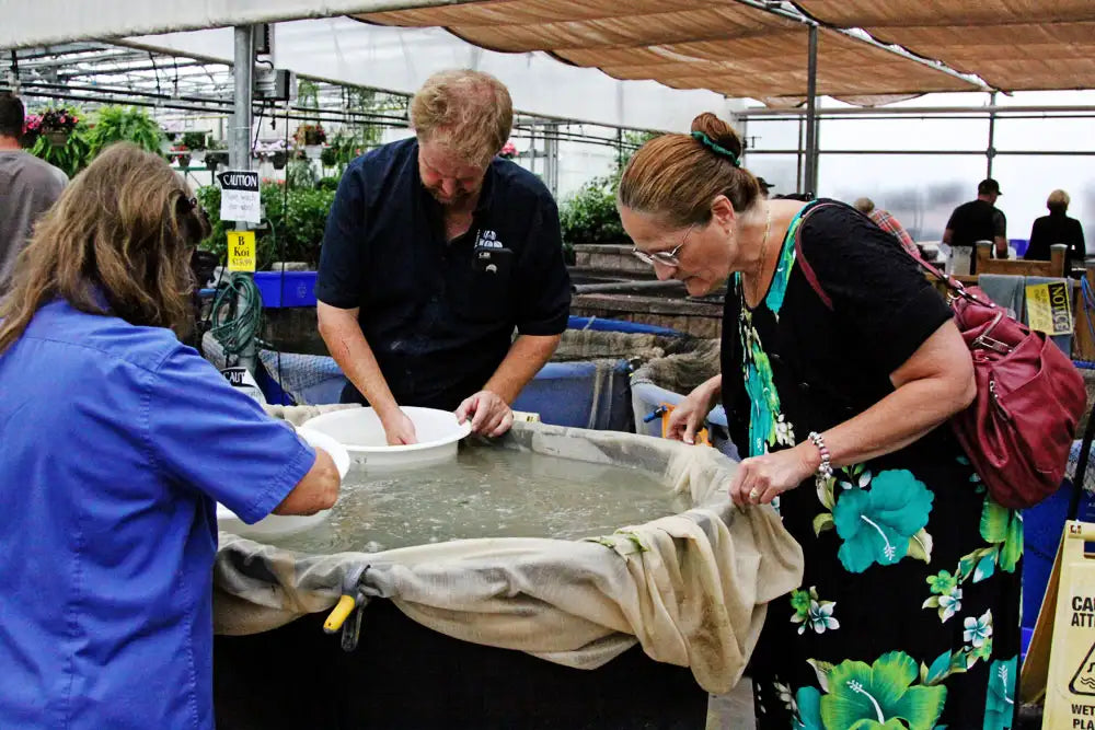Two staff members and a customer standing around tank of baby koi, grading and selecting them. 