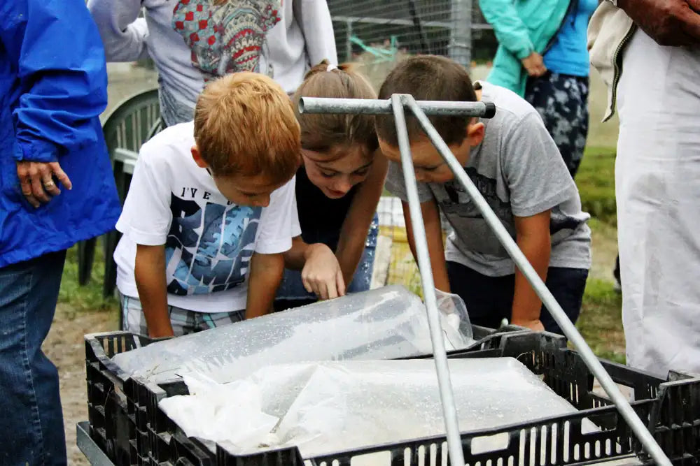 Three children examining bag of baby koi on a cart. 