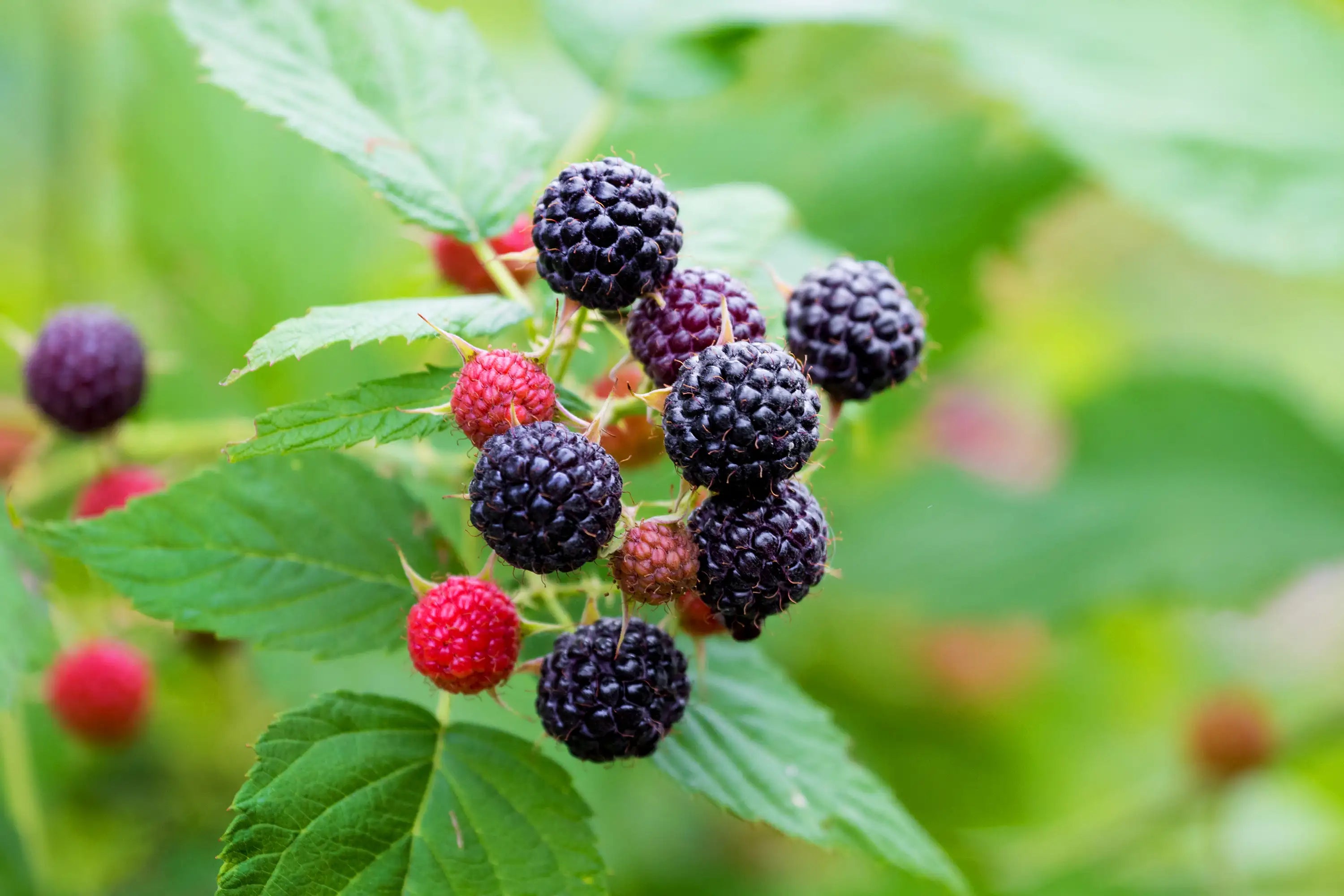 Blackberries and raspberries on a branch with green leaves.