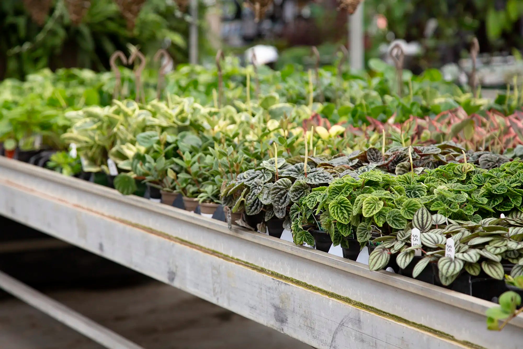 Rows of peperomia on table in greenhouse setting.