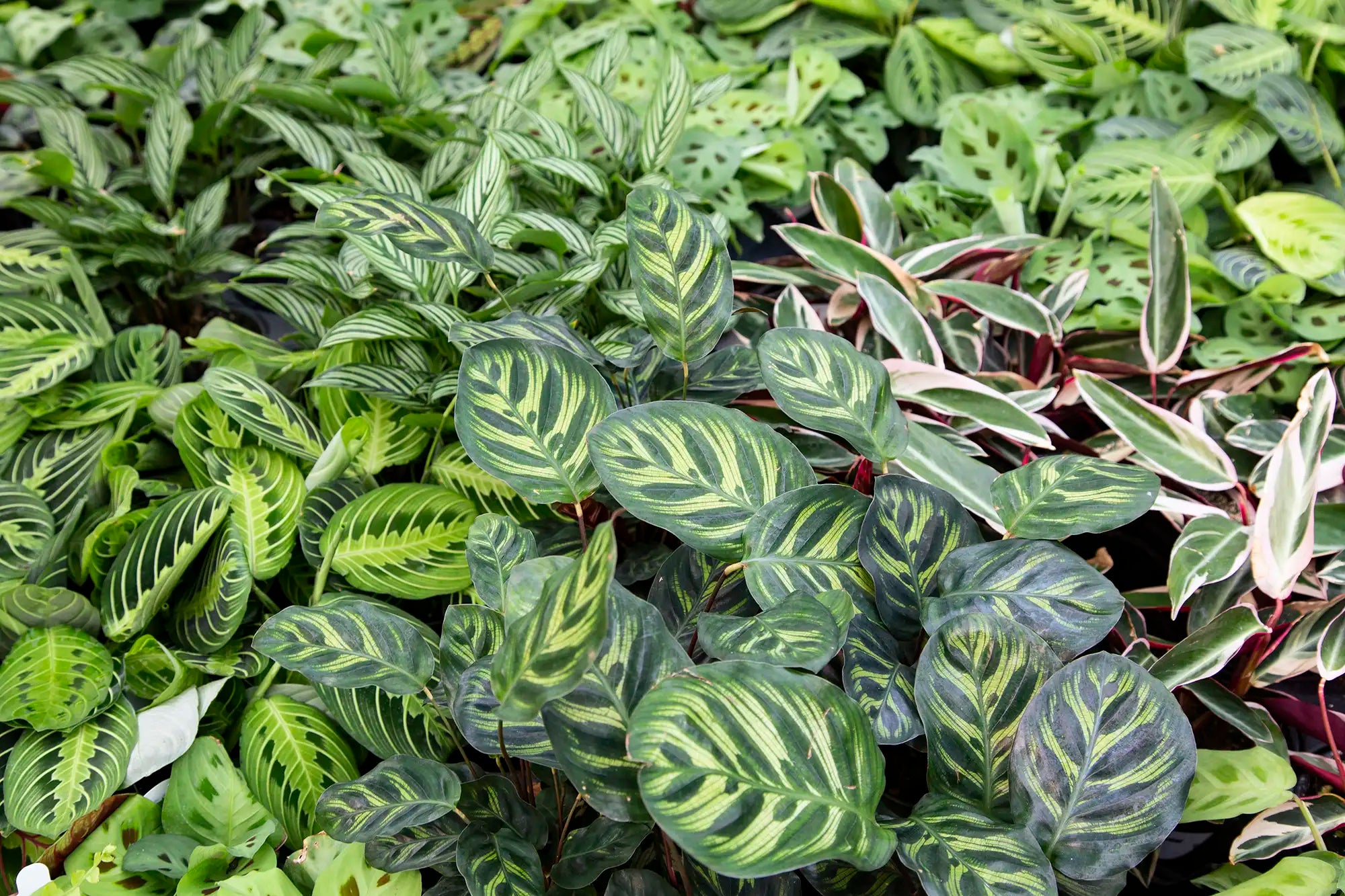 Assorted calathea and maranta on table in greenhouse setting. 