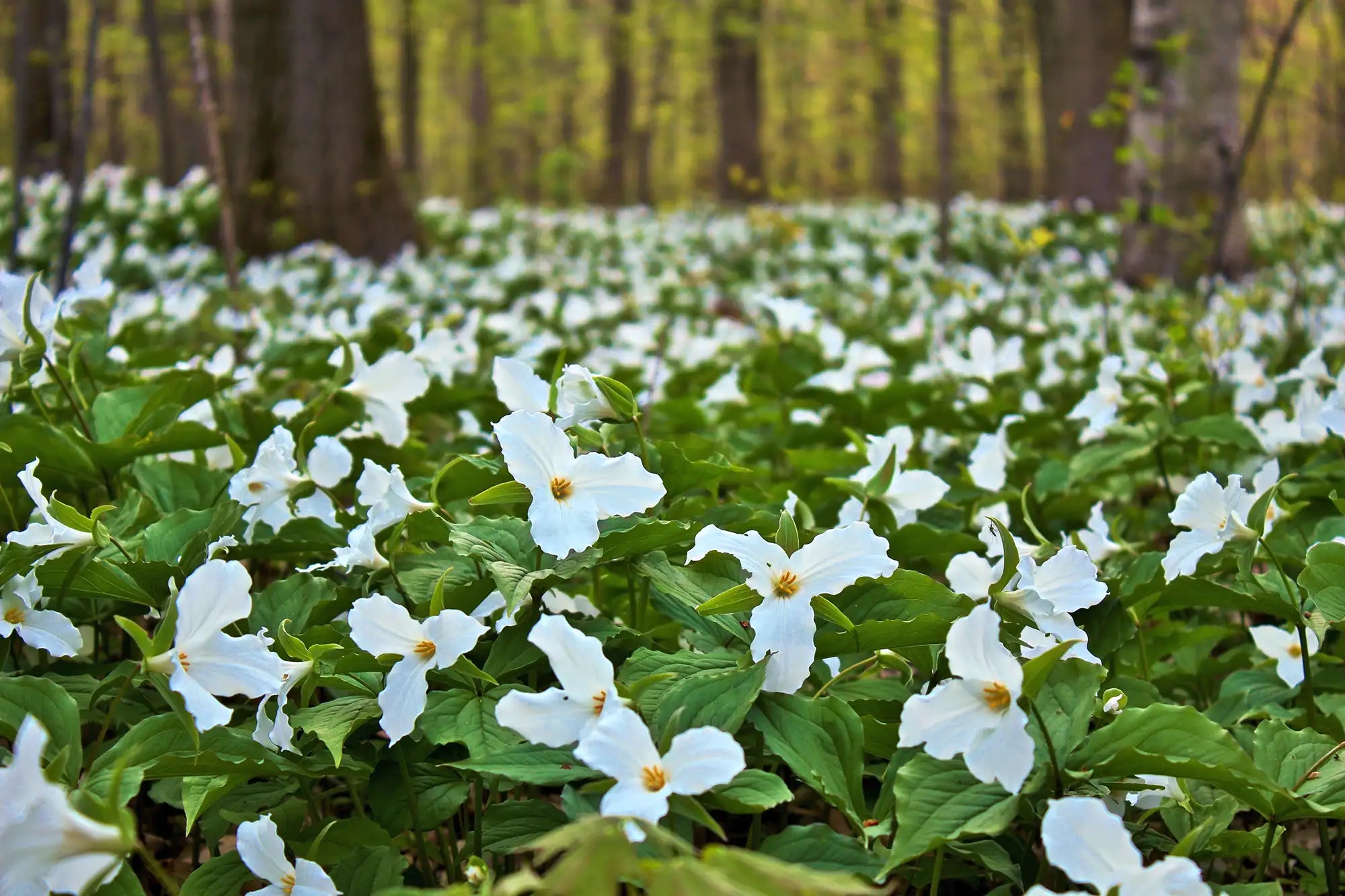 Field of Ontario trilliums in a forest setting