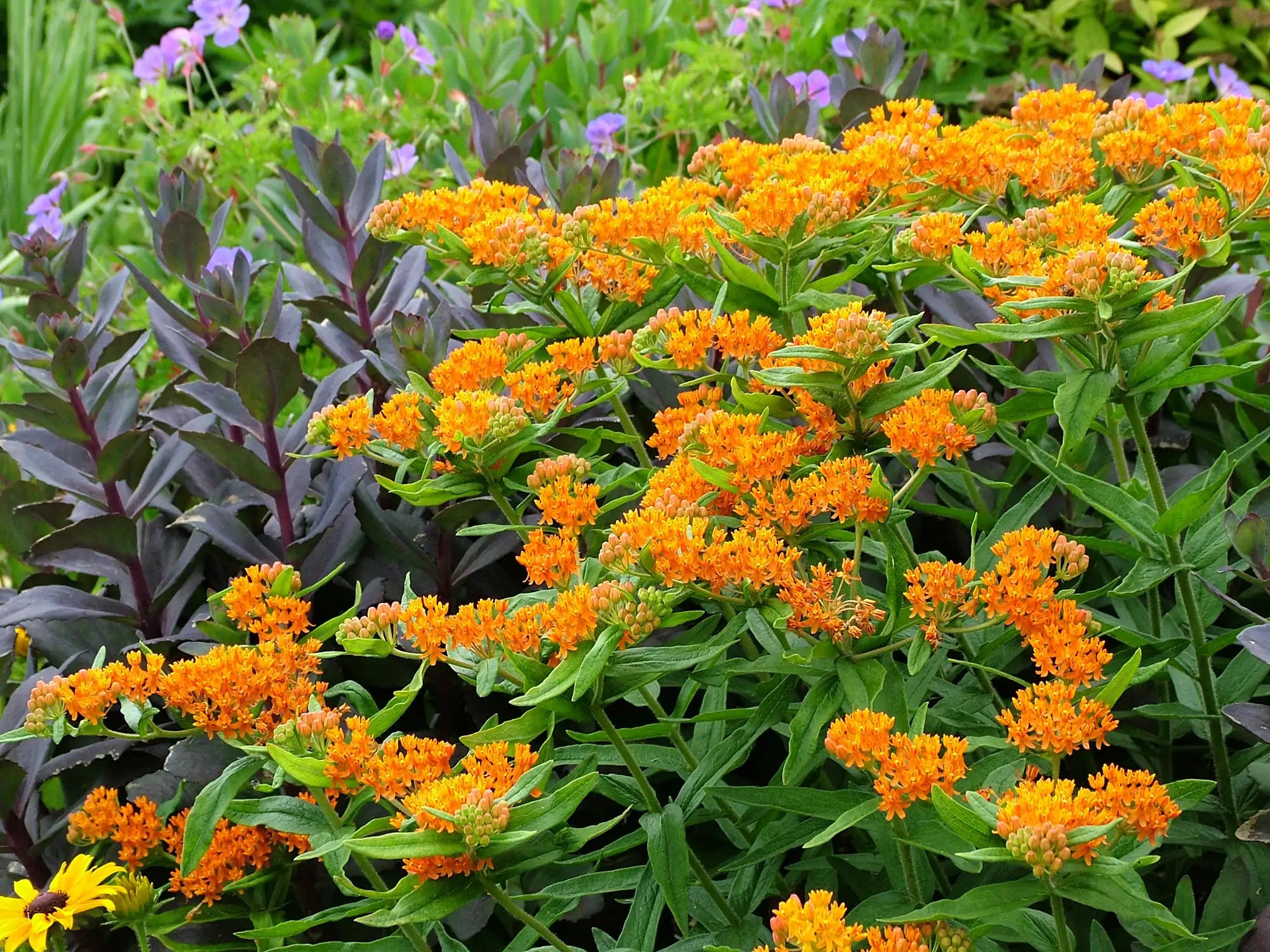 Milkweed/asclepias in a garden with sedum and geranium in the background. 