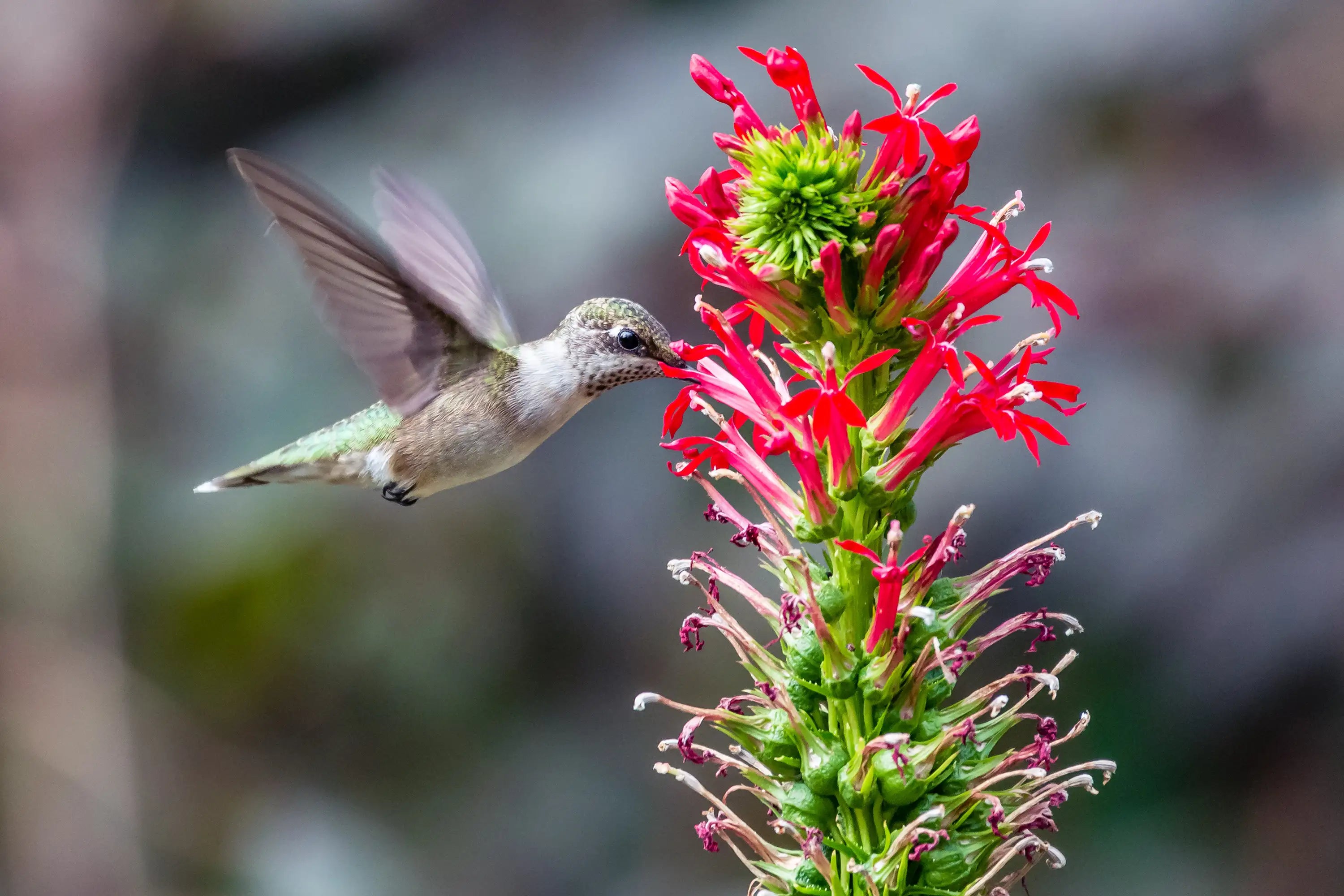 Hummingbird feeding on a red flower with a blurred background
