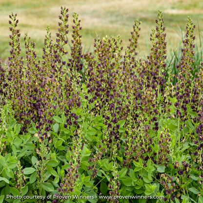 Purple and Yellow Bicolor False Indigo in a garden