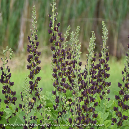 Close-up of Dark Purple False Indigo with hints of Yellow 