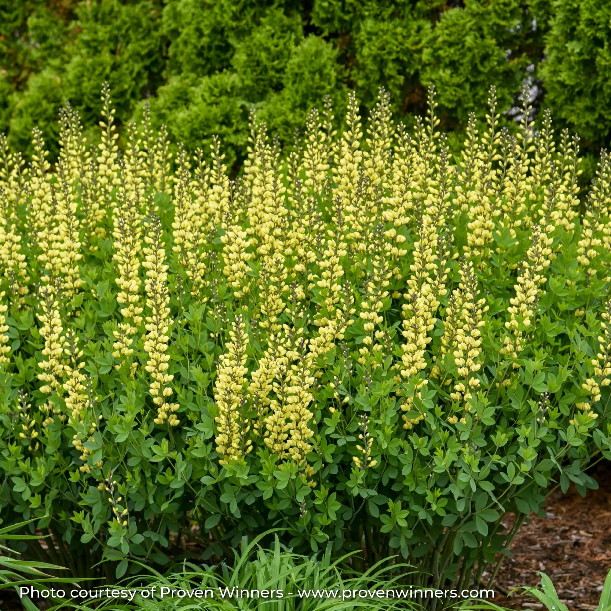 Bright Yellow False Indigo in a garden