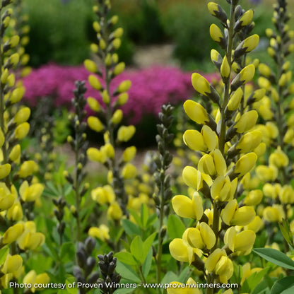 Close-up of Bright Yellow False Indigo 