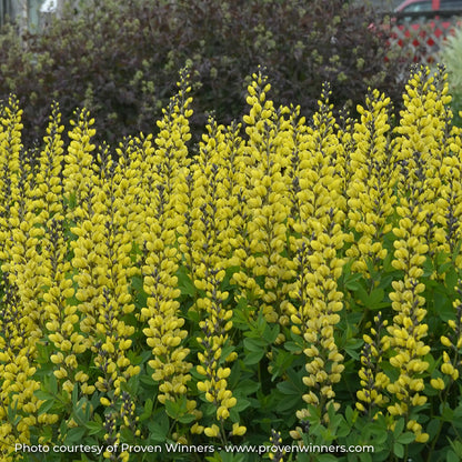 Bright Yellow False Indigo in a garden