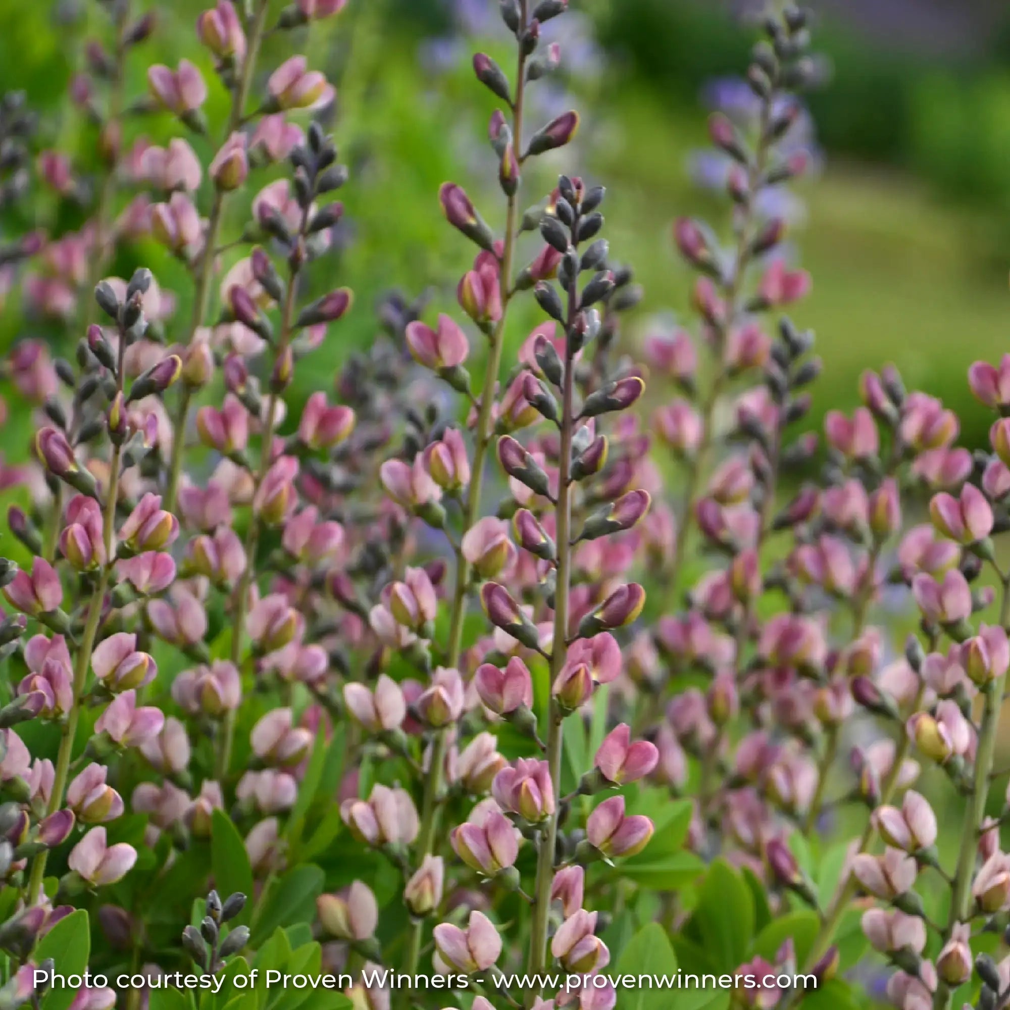 Close-up of Light Pink False Indigo 