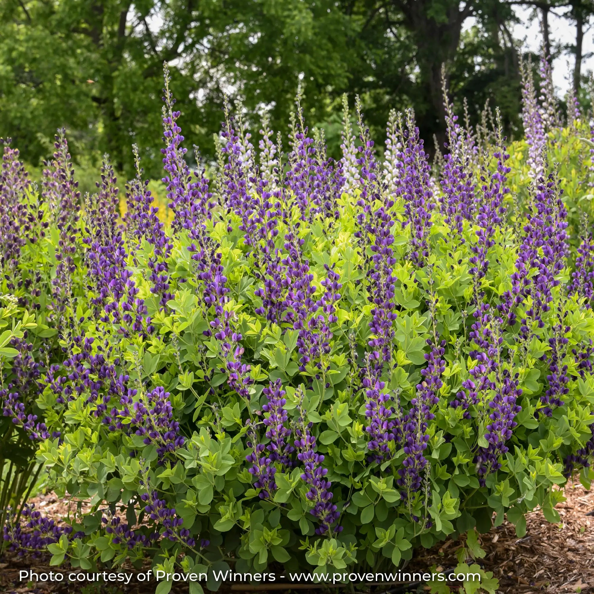 Dark Purple False Indigo in a garden