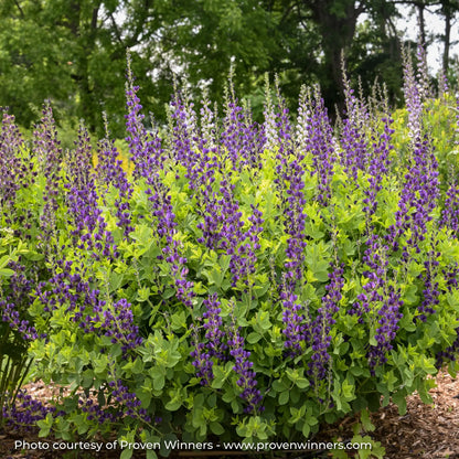Dark Purple False Indigo in a garden