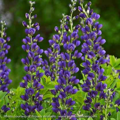 Close-upp of Dark Purple False Indigo 