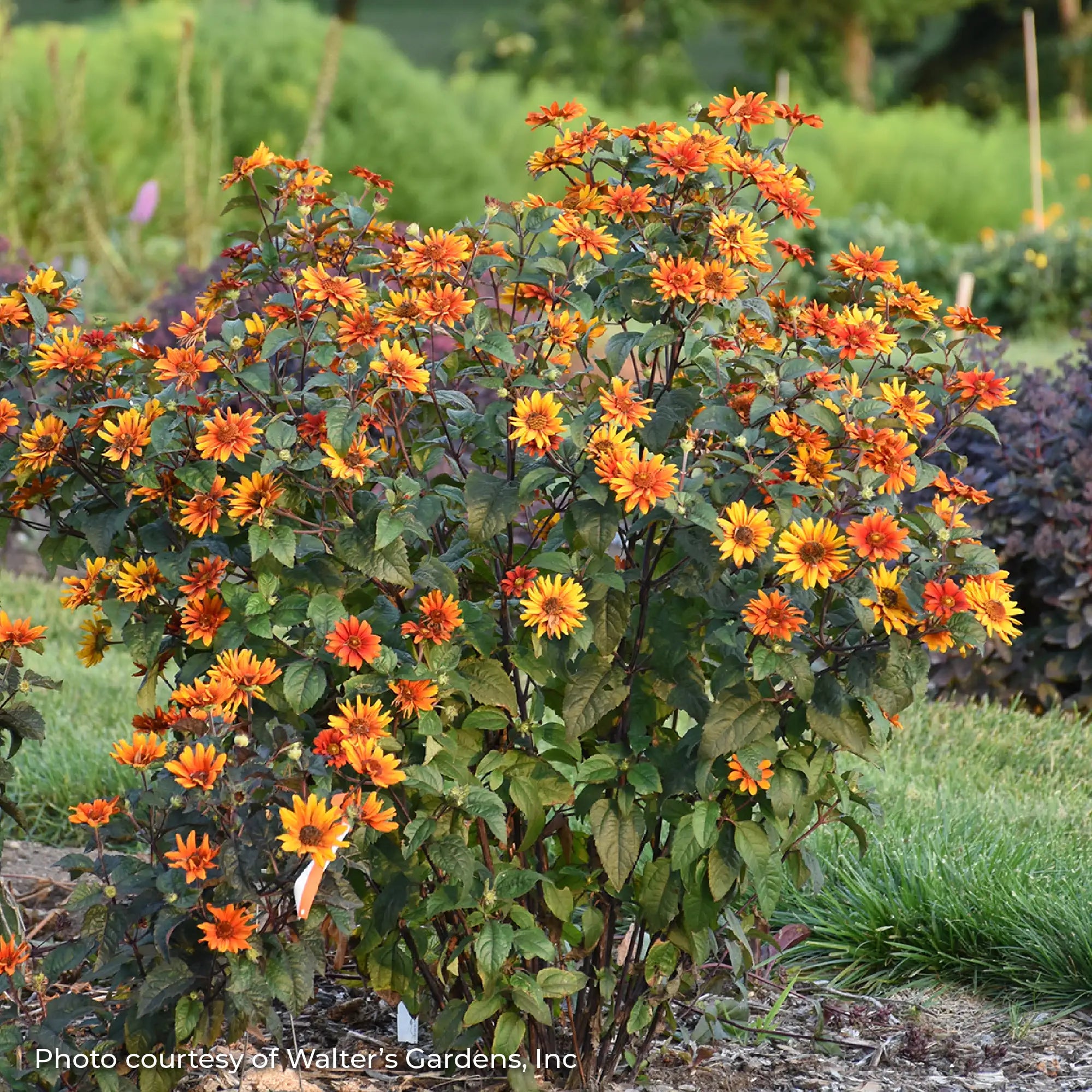 False Sunflower 'Bleeding Hearts'