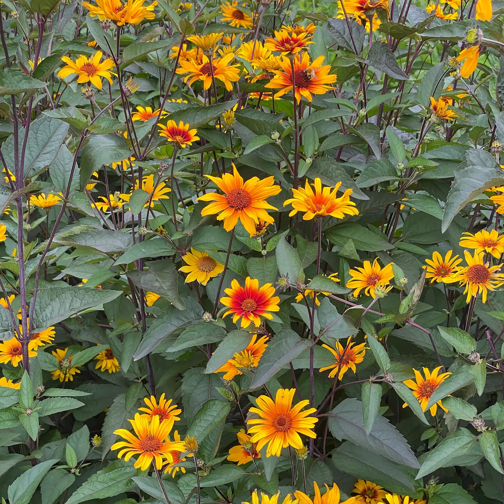 Yellow and Red False Sunflower in a garden.