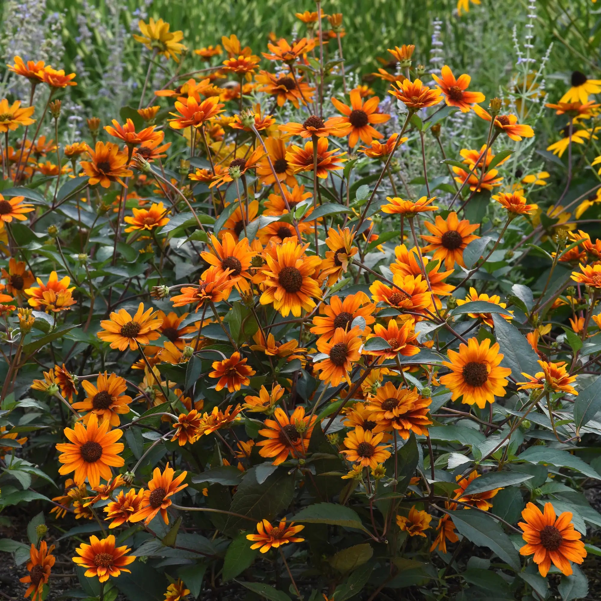 False Sunflower 'Summer Eclipse'