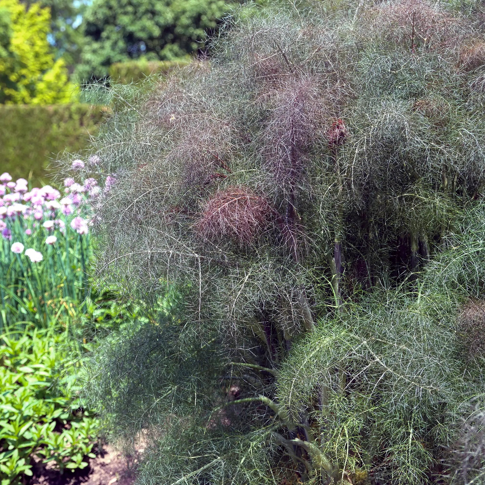 Tall bronze fennel plant with fluffy top planted in a garden 