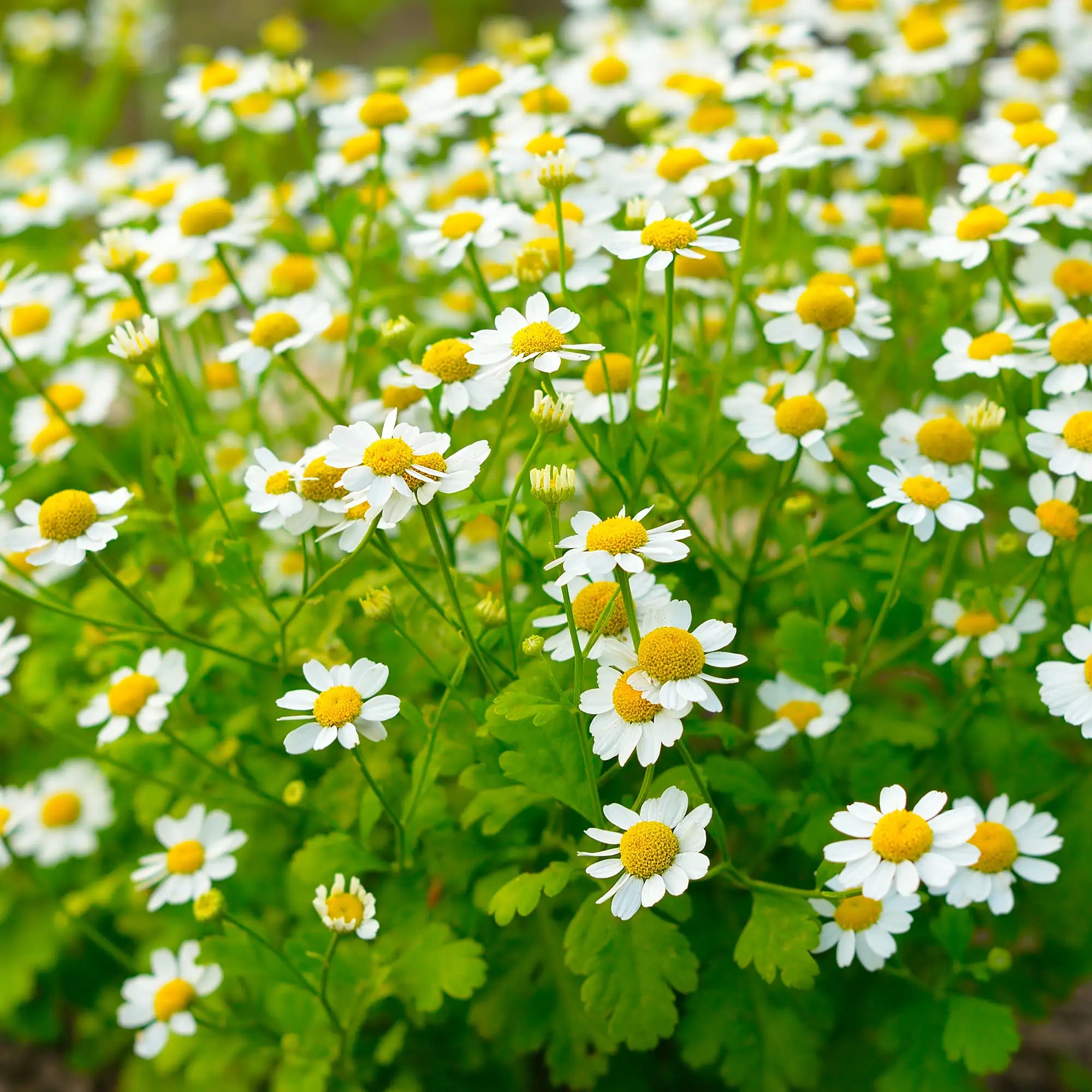 Cluster of white feverfew flowers on green plant, planted in garden