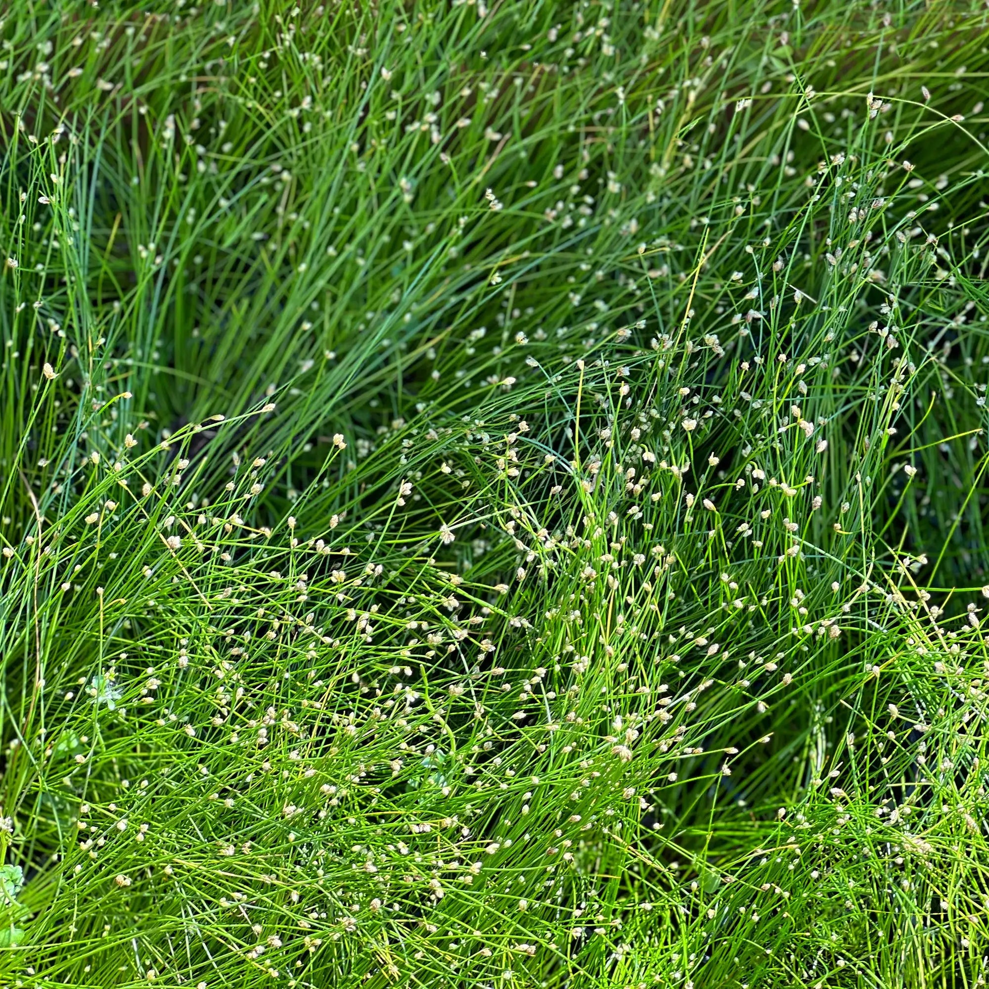 Fibre optic grass with tan seedheads