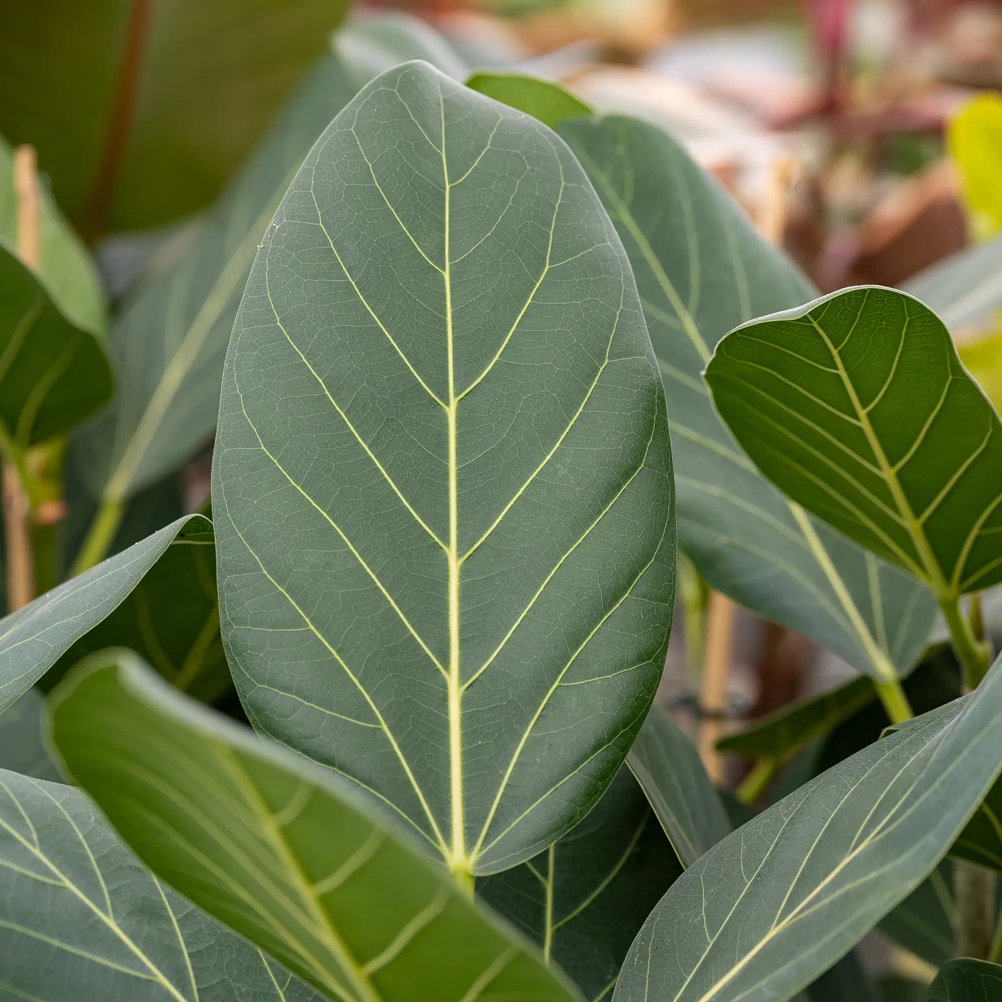 Ficus 'Audrey'
