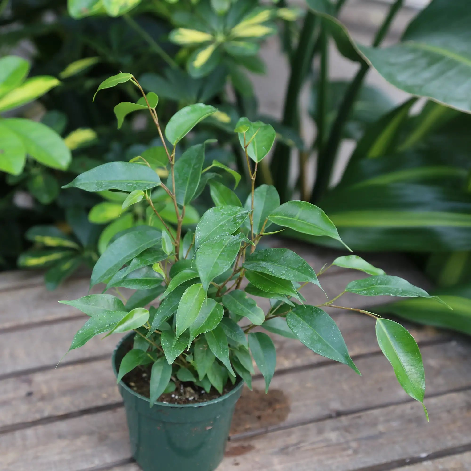 Ficus Weeping Fig 'Green'